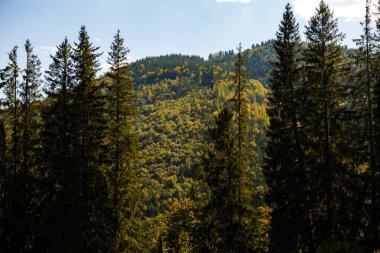 Sonbahar sezonu güzel Karpat Dağları