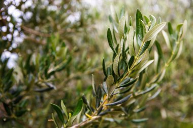 Sıcak yaz güneşinde yetişen zeytin ağacı ile yeşil zeytin çiftliği. Yağ üretimi için zeytin ağaçları ile ekim.