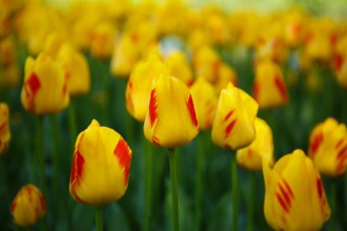 Bahar bahçe içinde güzel renkli lale çiçekler açar. Bahar egzotik lale çiçeği ile dekoratif duvar kağıdı. Doğa poster güzelliği. Canlı doğal renkler
