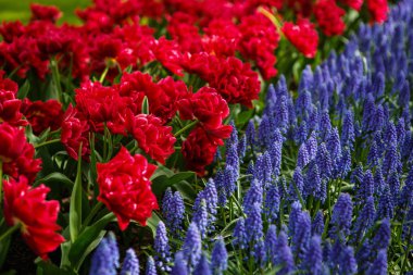 Bahar bahçe içinde güzel renkli lale çiçekler açar. Bahar egzotik lale çiçeği ile dekoratif duvar kağıdı. Doğa poster güzelliği. Canlı doğal renkler