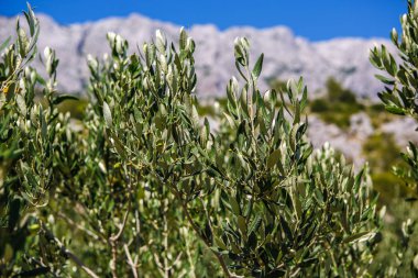 Hırvatistan'da zeytin ağacı dalları. Doğa, flora
