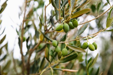 Yukarı braches yakın yeşil zeytin ağaçları. Zeytin vagetable içinde tarım çiftliğinde Bahçe büyüyen. Sağlıklı ve doğal gıda maddeleri. Petrol üretim arka plan.