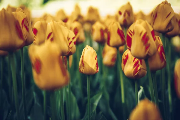 Belles Fleurs Tulipes Colorées Fleurissent Dans Jardin Printemps Papier Peint — Photo