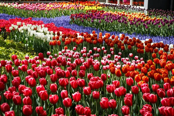 Bellissimi Fiori Tulipani Colorati Fioriscono Nel Giardino Primaverile Carta Parati — Foto Stock