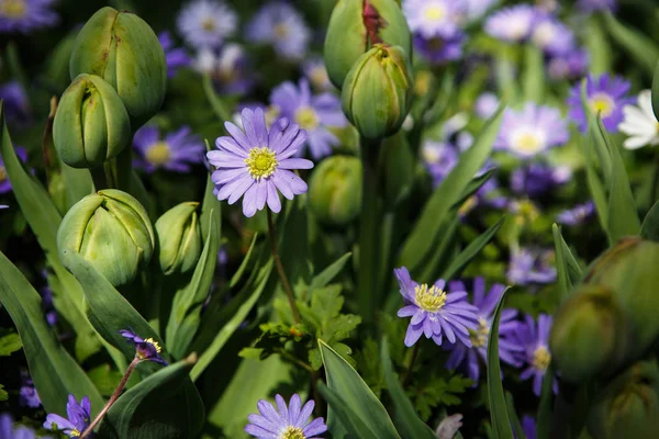 美しいカラフルな青い花が咲き春の庭 フェリシアの春の花が Amelloides で装飾的な壁紙 自然ポスターの美しさ 鮮やかな自然の色 — ストック写真