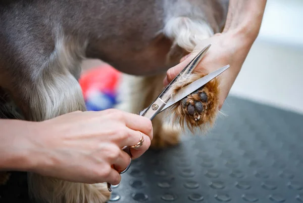 Evde Beslenen Hayvan Damat Salon Tımar Makas Ile Yorkshire Terrier — Stok fotoğraf