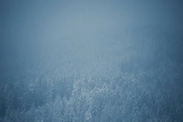 カルパティア山脈での低温と退屈な冬の日 雪カルパティア山脈の丘の上にある古い木 — ストック写真