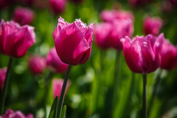 Hermosas Flores Tulipanes Florecen Jardín Primavera Papel Pintado Decorativo Con — Foto de Stock