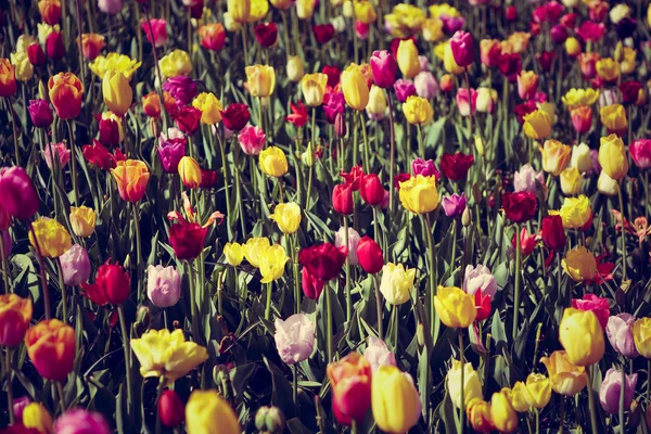 Bellissimi Fiori Tulipani Fioriscono Nel Giardino Primaverile Carta Parati Decorativa — Foto Stock