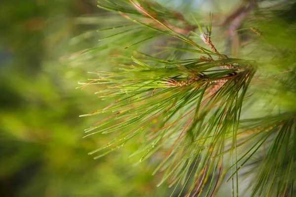 Takken Van Dennenboom Kroatië Natuur Flora — Stockfoto