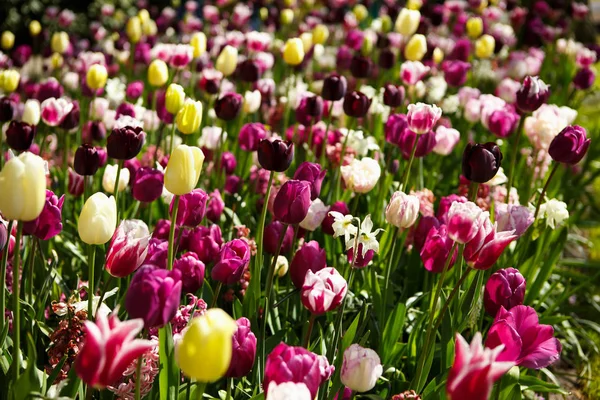 Piękne Tulipany Kwitną Kwiaty Ogródku Wiosna Tapeta Dekoracyjna Tulipany Wiosną — Zdjęcie stockowe
