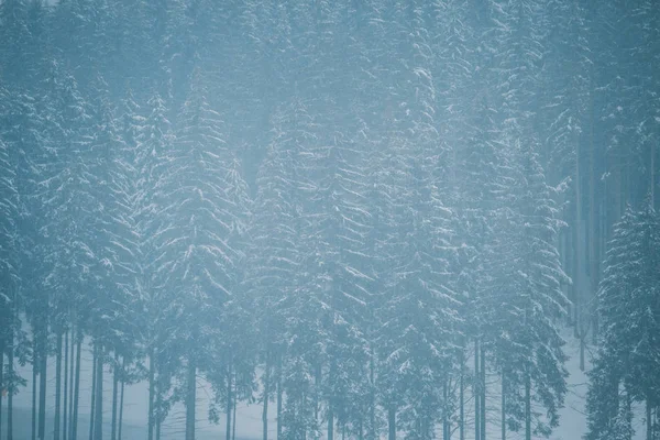 山林で冬の寒い日 — ストック写真