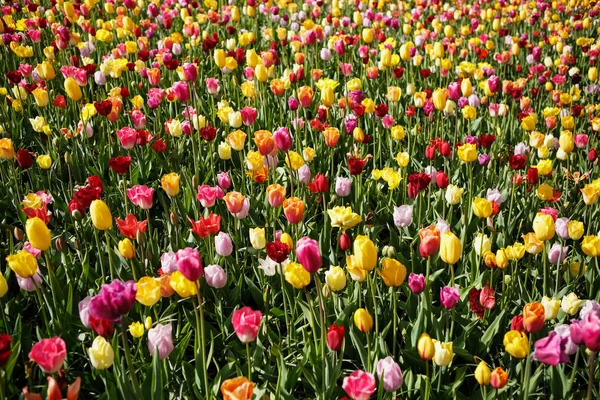 Vackra Tulpaner Blommor Blomma Vårträdgård Dekorativa Tapet Med Tulpaner Våren — Stockfoto