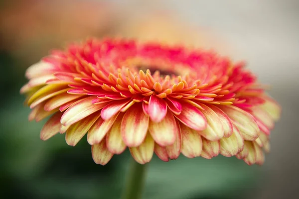 美しい色鮮やかな赤 黄色のシクラメン花が咲き春の庭 春の花の花で装飾的な壁紙 自然ポスターの美しさ 鮮やかな自然の色 — ストック写真