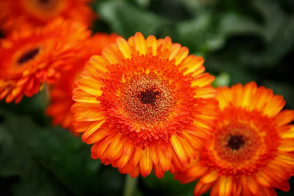 美丽多彩的橙色黄花在春天的花园里绽放 春天的花花装饰壁纸 褪色的薄膜过滤器 — 图库照片