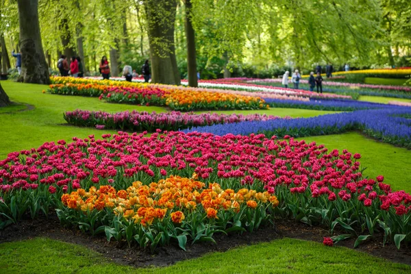 Keukenhof Países Baixos Abril 2018 Famous Tulip Museum Keukenhof Área — Fotografia de Stock