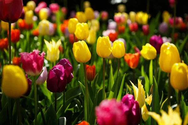 Hermosas Flores Tulipanes Florecen Jardín Primavera Papel Pintado Decorativo Con — Foto de Stock