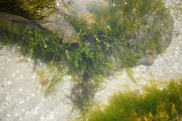 Algues Vertes Dans Eau Soleil — Photo