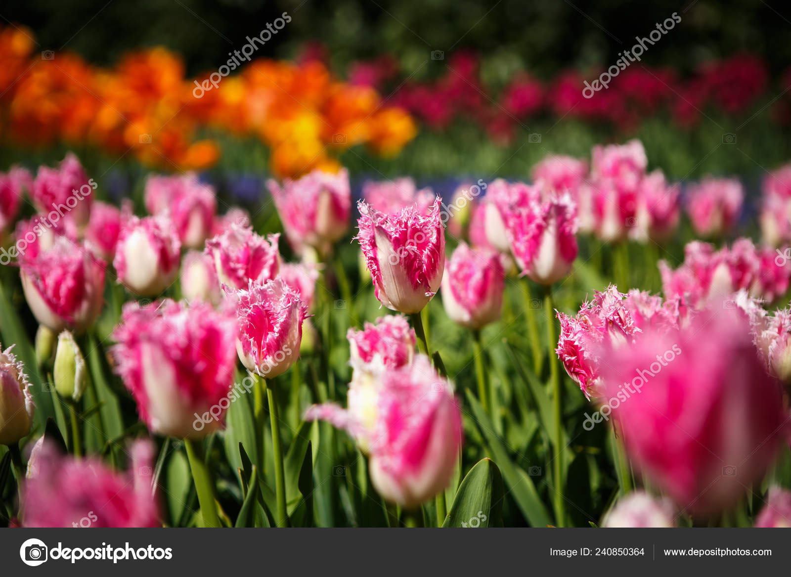 Lindas Flores Tulipas Florescem Jardim Primavera Papel Parede Decorativo  Com — Foto © hurricanehank #240850364, image size:1600x1167