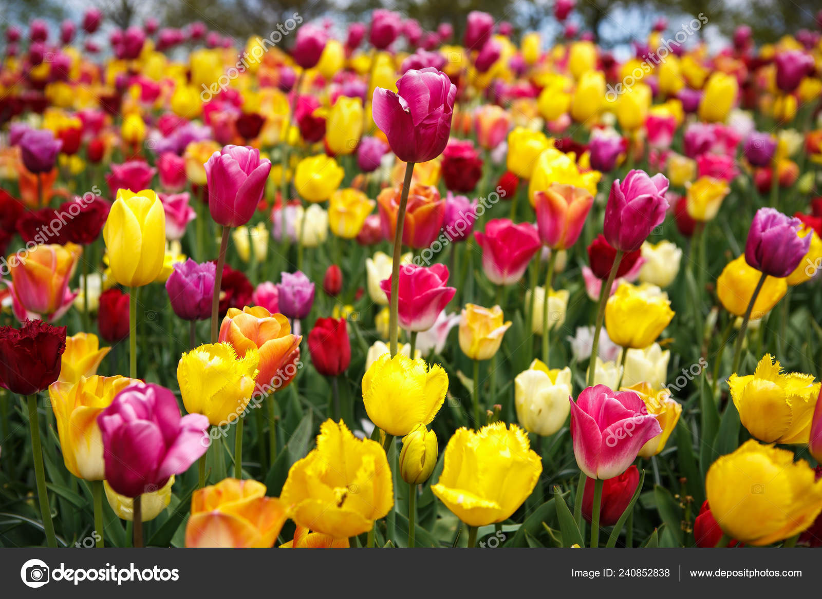 Lindas Flores Coloridas Tulipas Diferentes Florescem Jardim Primavera Papel  Parede fotos, imagens de © hurricanehank #240852838