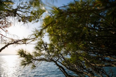 Hırvatistan'da çam ağacıdalları. Doğa, flora