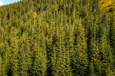 Sonbahar sezonu güzel Karpat Dağları