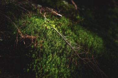 Sonbaharın güzel dağ manzarası. Instagram vintage film filtresi