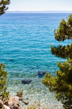Egzotik adada Adriyatik Sea.Vibrant mavi su ve kayalık sahil üzerinde yer alan güzel Hırvat tesis çam ağaçlarıyla kaplı. Croatia.Popular'ın doğal güzelliği seyahat hedef Turizm için yaz aylarında