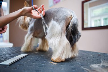 Evde beslenen hayvan damat salon tımar makas ile yorkshire terrier köpek saç keser. Profesyonel hayvan kesimi ve stil veteriner kliniğinde. Köpek veteriner kabine dikkat çekmek