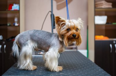 Animap portre sevimli küçük yorkshire terrier köpek veteriner klinik tablo. Korkmuş küçük köpek sağlık veteriner kabine denetleyin. Profesyonel salon bakım köpekler dikkat çekmek