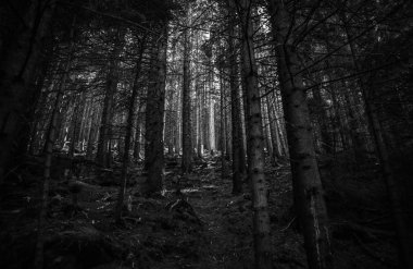 Sonbahar sezonu güzel Karpat Dağları