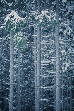 Uzun boylu çam ağaçları içinde soğuk kış günü karla kaplı