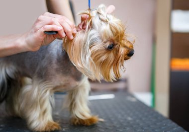 Hayvan damat yorkshire terrier köpek saç salonu veteriner kliniğinde bakım içinde dışarı tarak. Köpek sağlığı ve hijyen profesyonel veteriner kabine dikkat çekmek