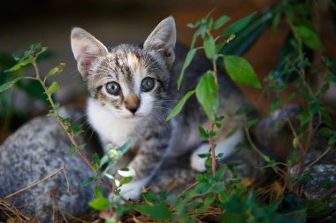 Hırvatistan'da küçük sevimli kedi yavrusu. Hayvan