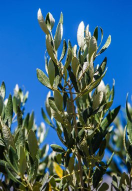 Hırvatistan'da zeytin ağacı dalları. Doğa, flora