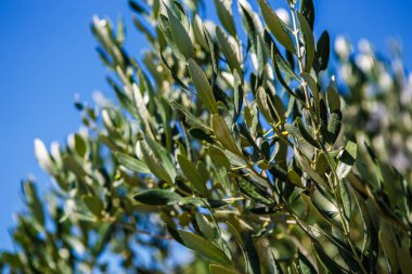 Hırvatistan'da zeytin ağacı dalları. Doğa, flora