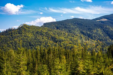 Sonbahar sezonu güzel Karpat Dağları