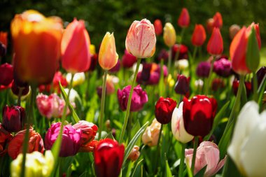 Bahar bahçe içinde güzel lale çiçekler açar. Bahar lale ile dekoratif duvar kağıdı. Doğa poster güzelliği. Canlı doğal renkler