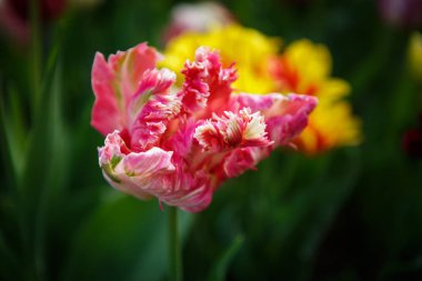 Bahar bahçe içinde güzel lale çiçekler açar. Bahar lale ile dekoratif duvar kağıdı. Doğa poster güzelliği. Canlı doğal renkler