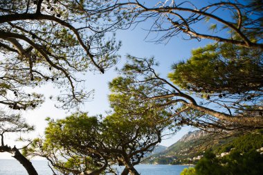 Hırvatistan'da çam ağacıdalları. Doğa, flora