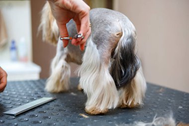 Evde beslenen hayvan damat salon tımar makas ile yorkshire terrier köpek saç keser. Profesyonel hayvan kesimi ve stil veteriner kliniğinde. Köpek veteriner kabine dikkat çekmek