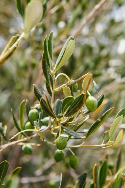 Sıcak yaz güneşinde yetişen zeytin ağacı ile yeşil zeytin çiftliği. Yağ üretimi için zeytin ağaçları ile ekim.