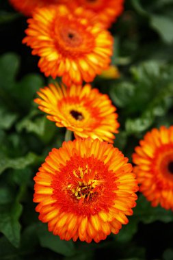 Güzel renkli portakal transvaal papatya çiçekler açar bahar bahçe. Gerbera çiçek çiçek bahar ile dekoratif duvar kağıdı. İnstagram film filtre solma.