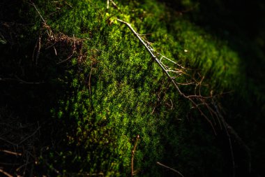 Sonbahar sezonu güzel Karpat Dağları