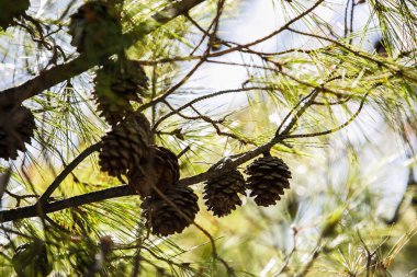 Hırvatistan'da çam ağacıdalları. Doğa, flora