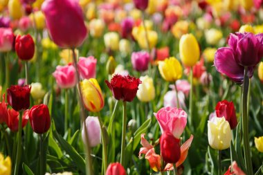 Bahar bahçe içinde güzel lale çiçekler açar. Bahar lale ile dekoratif duvar kağıdı. Doğa poster güzelliği. Canlı doğal renkler