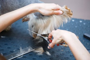 Evde beslenen hayvan damat salon tımar makas ile yorkshire terrier köpek saç keser. Profesyonel hayvan kesimi ve stil veteriner kliniğinde. Köpek veteriner kabine dikkat çekmek