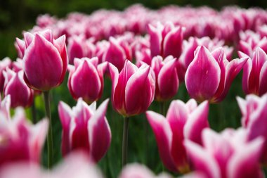 Bahar bahçe içinde güzel renkli lale pembe ve beyaz çiçekler açar. Bahar lale ile dekoratif duvar kağıdı. Doğa poster güzelliği. Canlı doğal renkler 