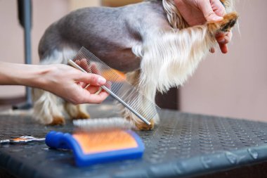 Evde beslenen hayvan şık yorkshire terrier köpek yavrusu bakım merkezi olarak davranır. Profesyonel hizmet için hayvan veteriner kliniğinde bakım. Uzman köpek sağlığı ve hijyen makasla kürk keser