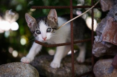 Hırvatistan'da küçük sevimli kedi yavrusu. Hayvan